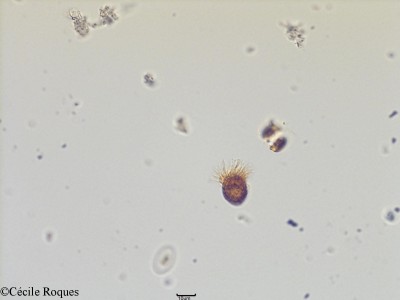 protozoo/Lohmaniella sp (1)(copy)_thumb.jpg